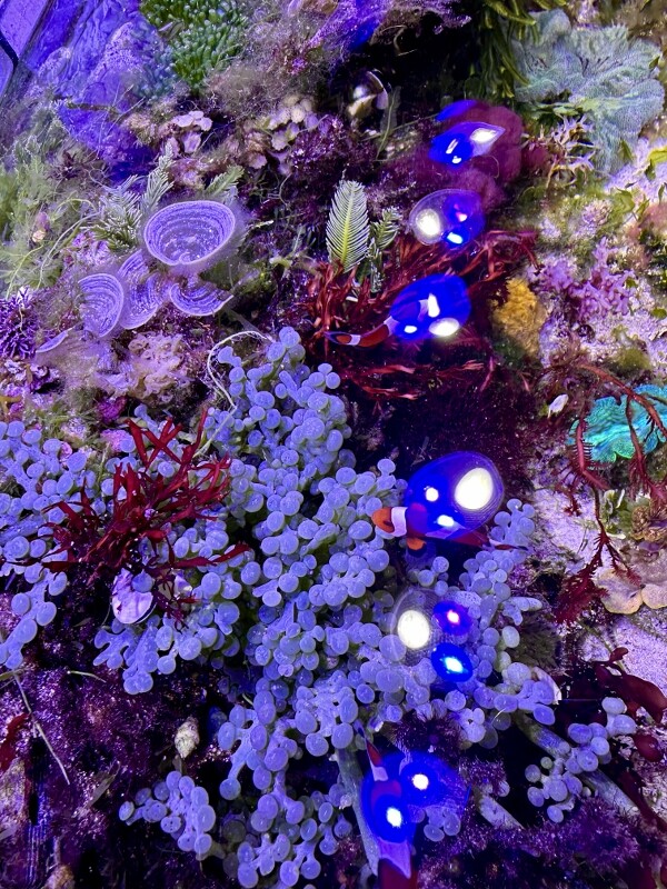 ローカル海藻に魅了されて : SONOアクアプランツファーム水草・海藻情報局