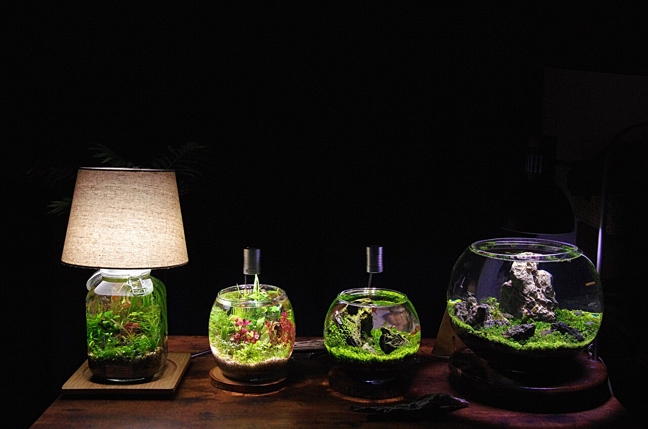 アクアリウムとインテリアの融合 Nature ボトルアクアリウム Sonoメソッド Sonoアクアプランツファーム水草情報局