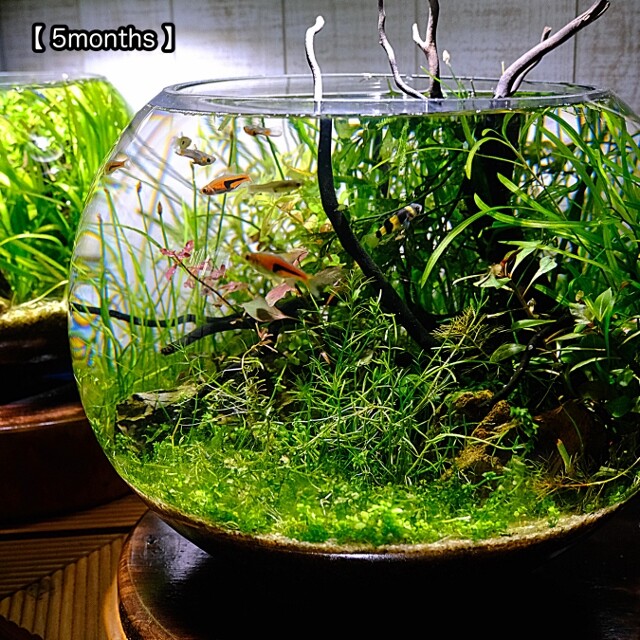 珪砂底床で作るnewラージパールグラスの絨毯 タイムライン Sonoアクアプランツファーム水草情報局
