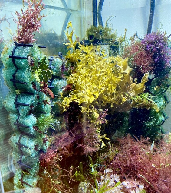 SONO育苗ブロックのその後（SONO Seeding Block） : SONOアクア