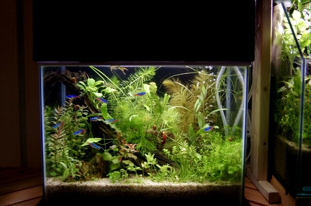 安くても高くても Sonoアクアプランツファーム水草情報局