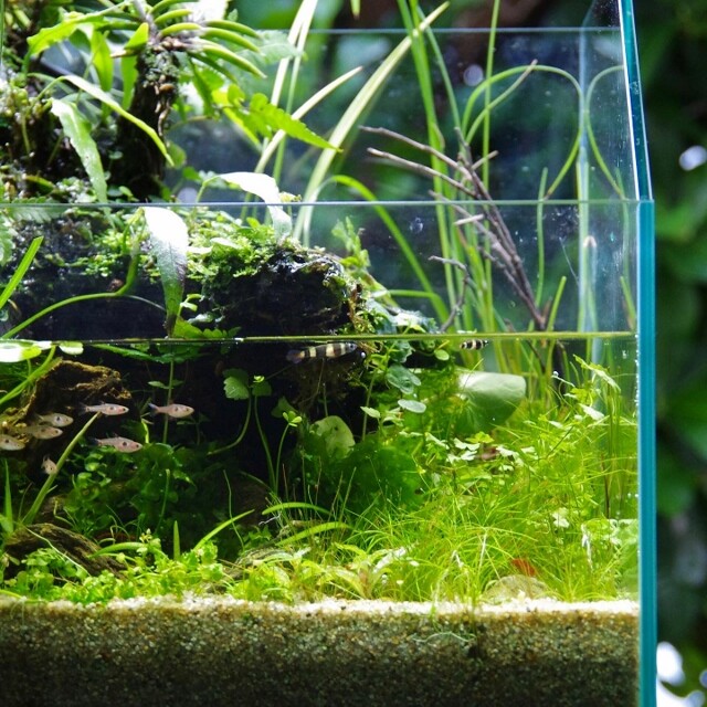 水回るアクアリウムのススメ 水槽に川を創る Riverium Sonoアクアプランツファーム水草情報局