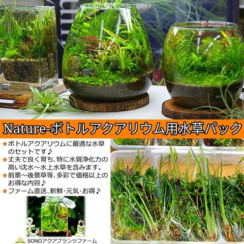 SONO水草パック販売速報！(2025年4/19：AQUAism 東京浅草) : SONO