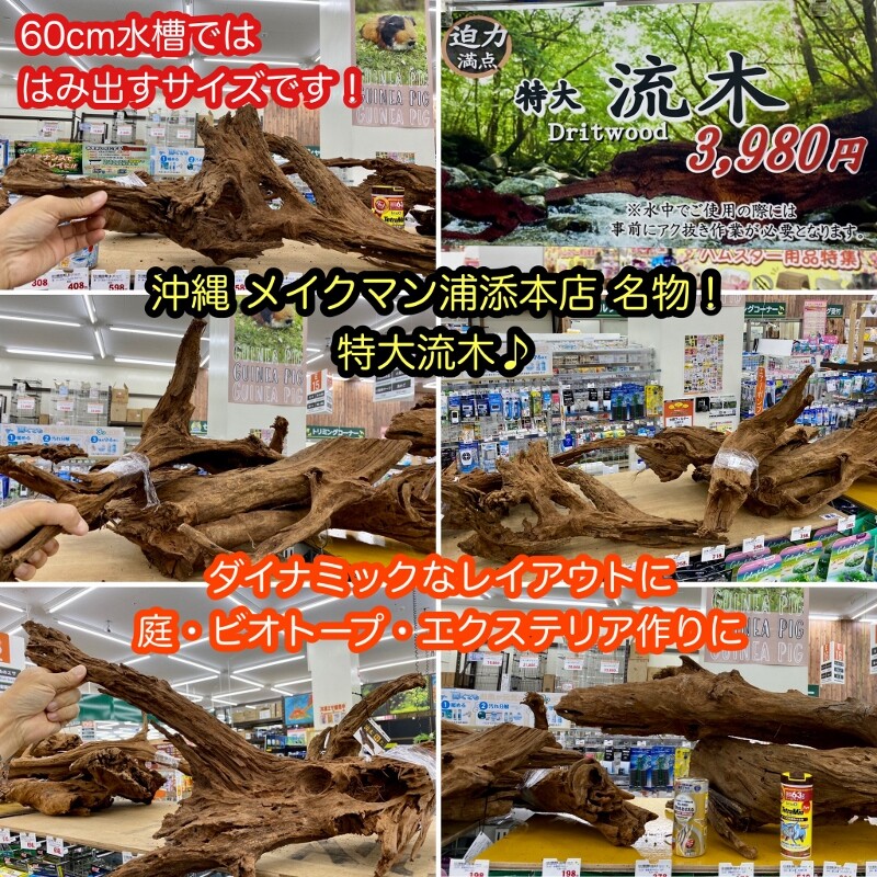 SONO水草パック販売速報(2022.3/15～:メイクマン浦添本店) : SONO