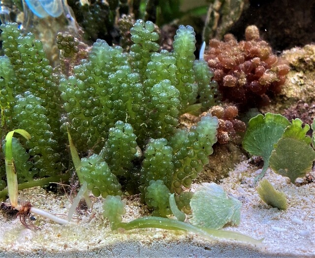 海ブドウの生息地 アクアリウムの浪漫 Sonoアクアプランツファーム水草情報局 海ブドウの生息地 アクアリウムの浪漫 Sonoアクアプランツファーム水草情報局