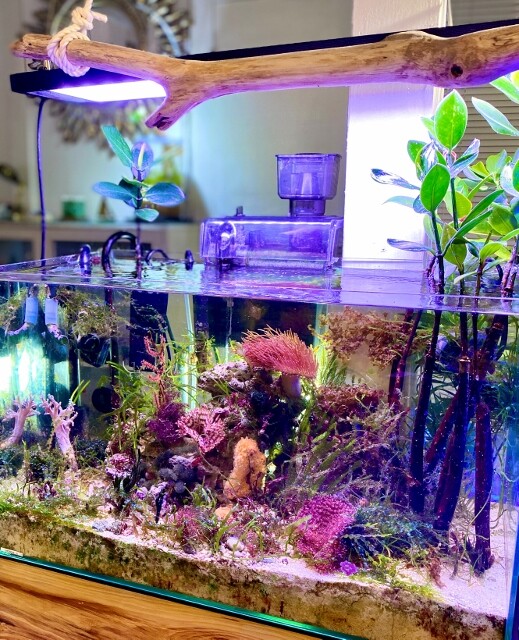 海藻への施肥理論 海藻レイアウト水槽 Sonoアクアプランツファーム水草情報局