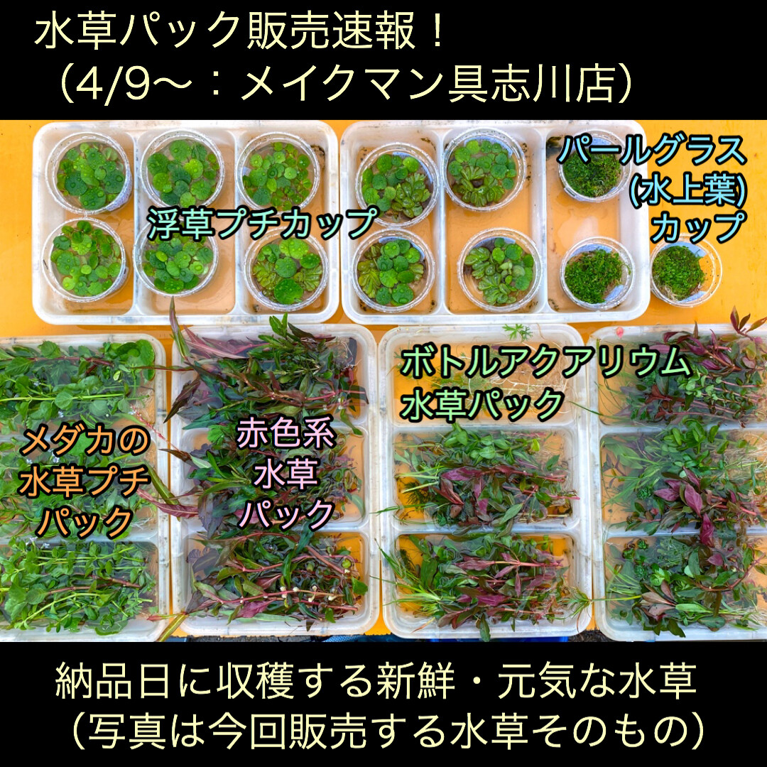 水草パックの販売速報 4 9 メイクマン具志川店 Sonoアクアプランツファーム水草情報局 水草パックの販売速報 4 9 メイクマン具志川店 Sonoアクアプランツファーム水草情報局