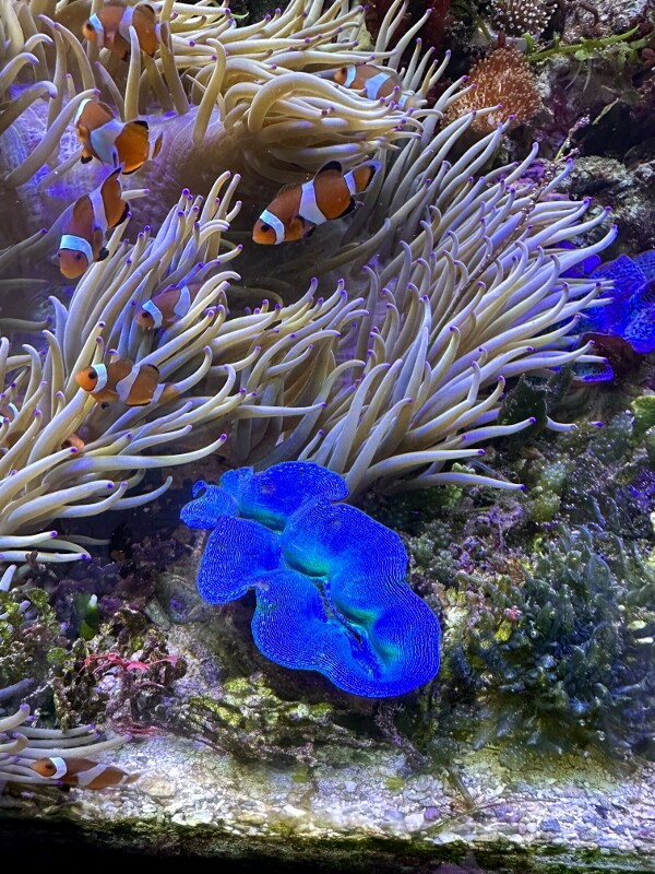 シャコガイのススメ : SONOアクアプランツファーム水草・海藻情報局