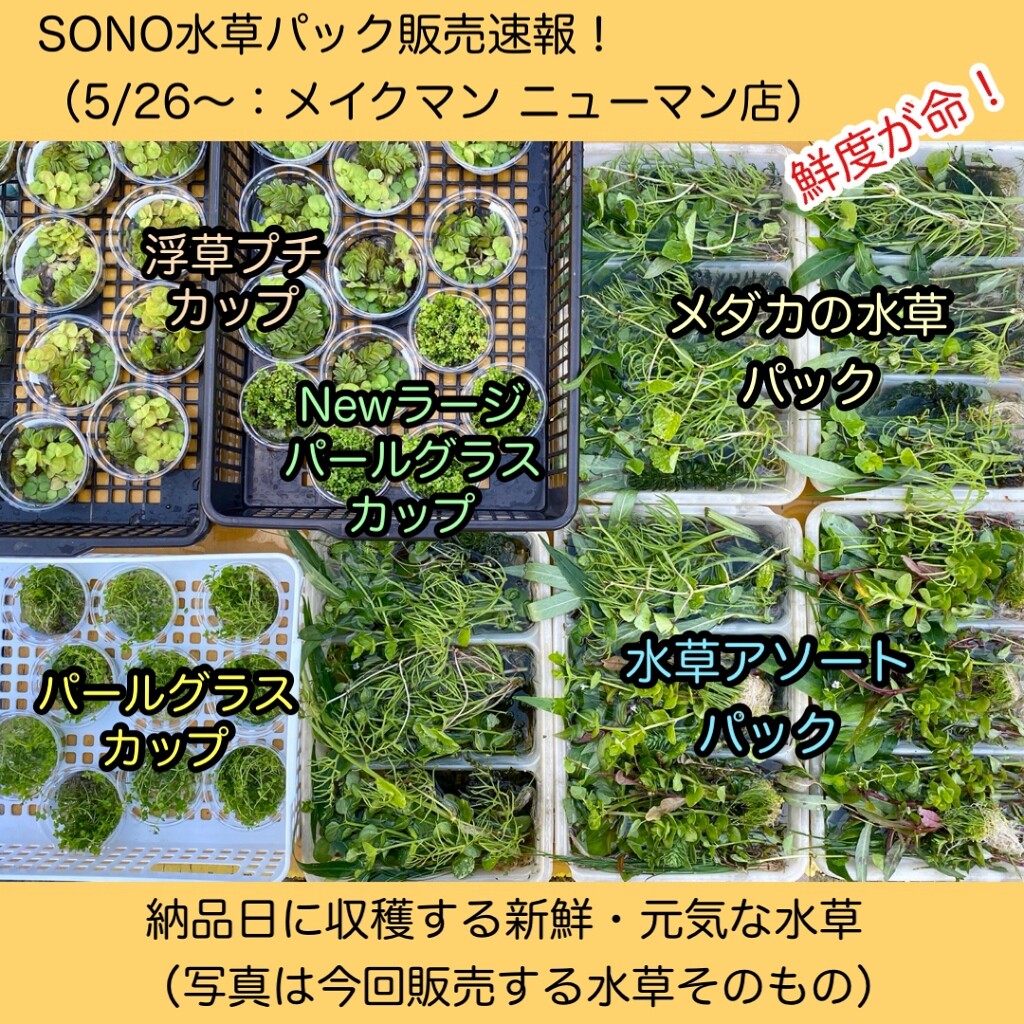 Sono水草パック販売速報 21 5 26 メイクマン ニューマン店 Sonoアクアプランツファーム水草情報局