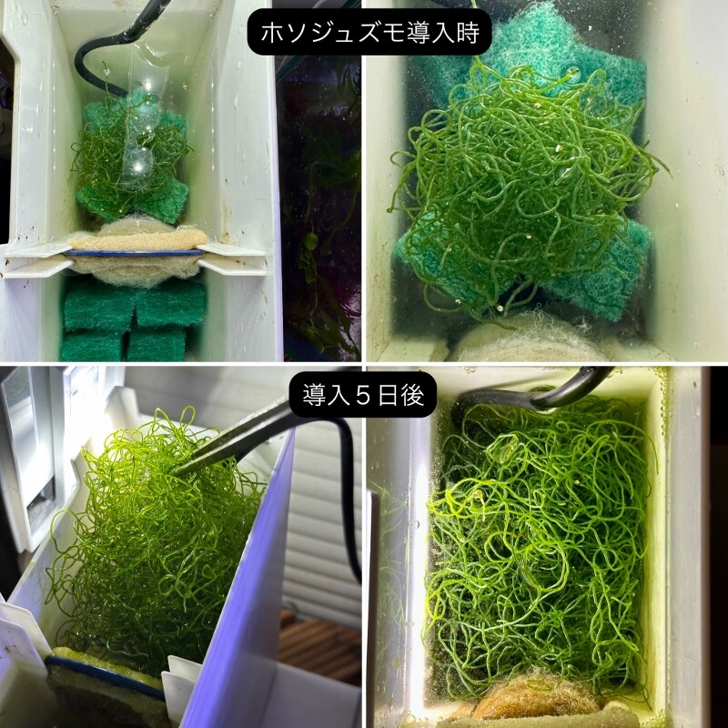 ジュズモ海藻リアクター＋GEXアクア-U : SONOアクアプランツファーム