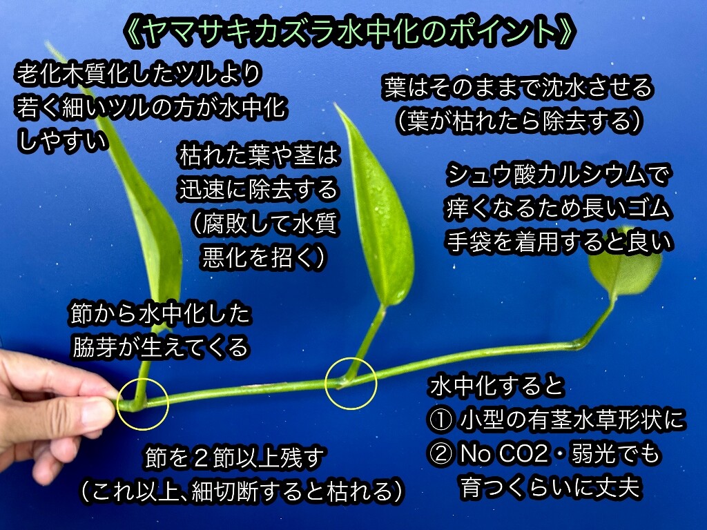 水草図鑑 『ヤマサキカズラ』 : SONOアクアプランツファーム水草