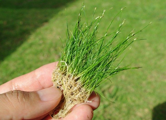 ヘアーグラス ショート Eleocharis Parvula Sonoアクアプランツファーム水草情報局