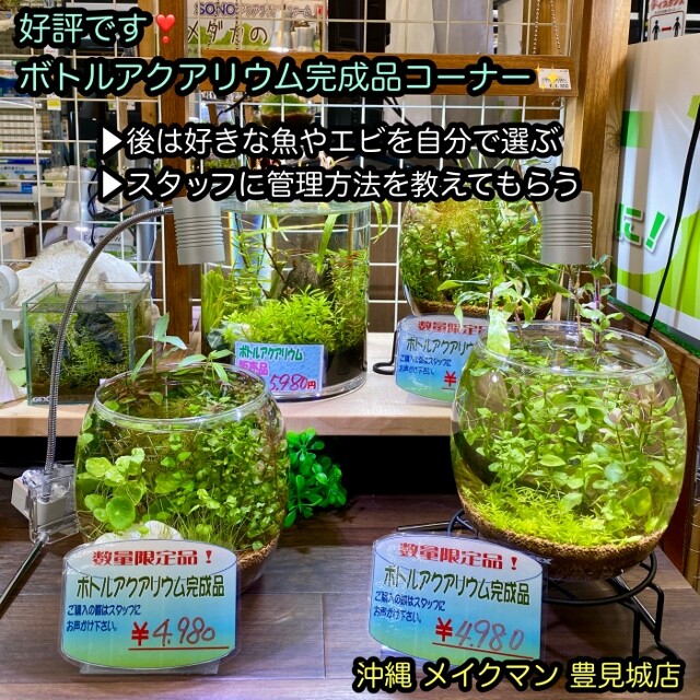 かわはら水草 楽天市場】(水草)（水中葉）大量キューバパールグラス 直径7cm