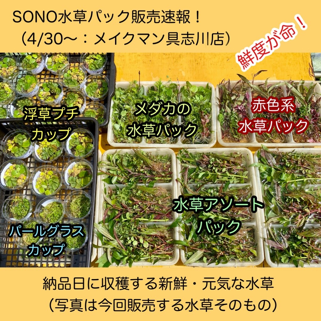 Sono水草パック販売速報 21 4 30 メイクマン具志川店 Sonoアクアプランツファーム水草情報局