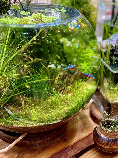 珪砂底床で作るnewラージパールグラスの絨毯 タイムライン Sonoアクアプランツファーム水草情報局