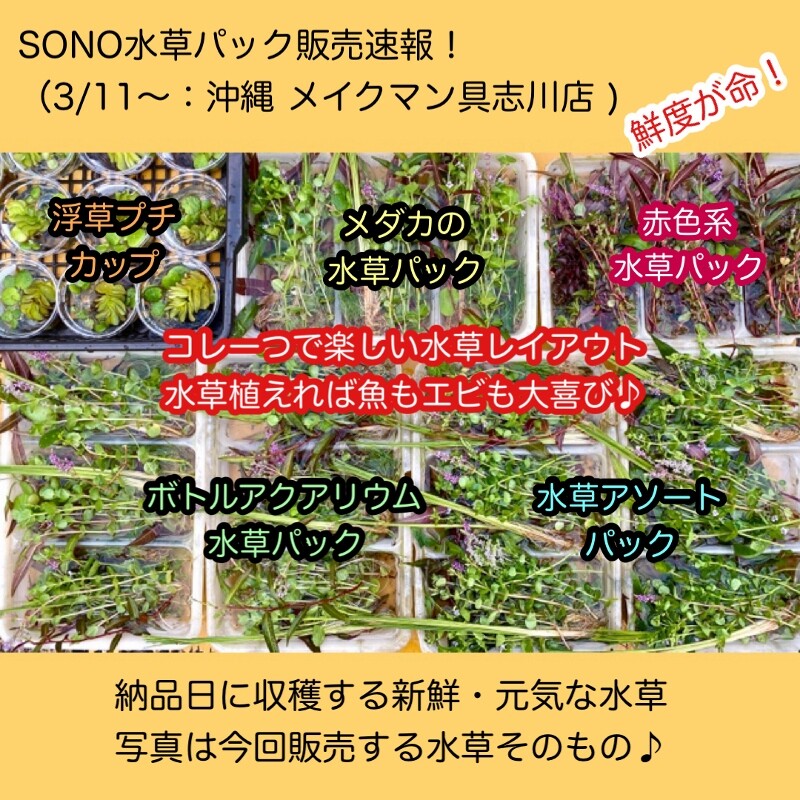 魅力的な価格 水草 置くだけ簡単 メダカの庭園 １セット Shipsctc Org