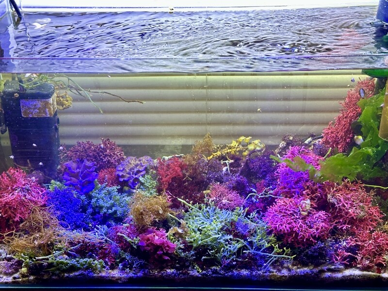 水草  海藻  サンゴ カラフル : SONOアクアプランツファーム水草・海藻情報局