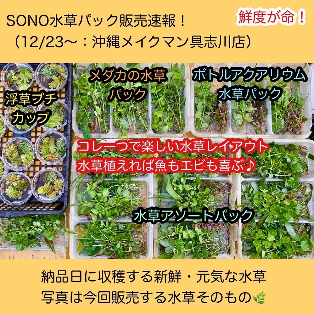 Sono水草パック販売速報 21 12 23 メイクマン具志川店 Sonoアクアプランツファーム水草情報局