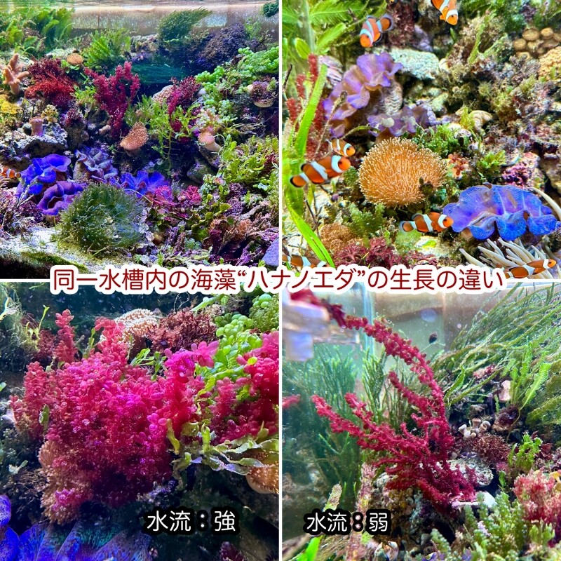 海藻の育て方①水流編 : SONOアクアプランツファーム水草・海藻情報局