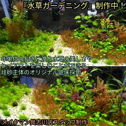水草アソートパックの販売速報 メイクマン具志川店 19 7 17 Sonoアクアプランツファーム水草情報局