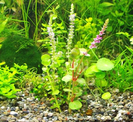 Q 花が咲いた水草はそのまま植えても良いのでしょうか Sonoアクアプランツファーム水草情報局 Q 花が咲いた水草はそのまま植えても良いのでしょうか Sonoアクアプランツファーム水草情報局