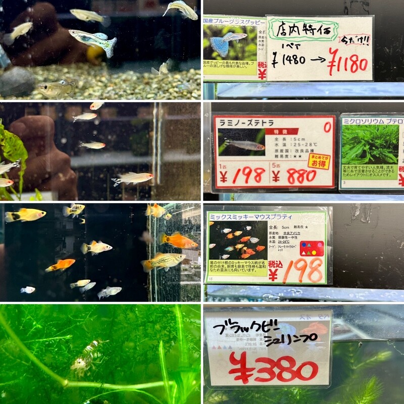 SONO水草パックの販売速報(2026.2/12～：メイクマン 浦添本店) : SONO