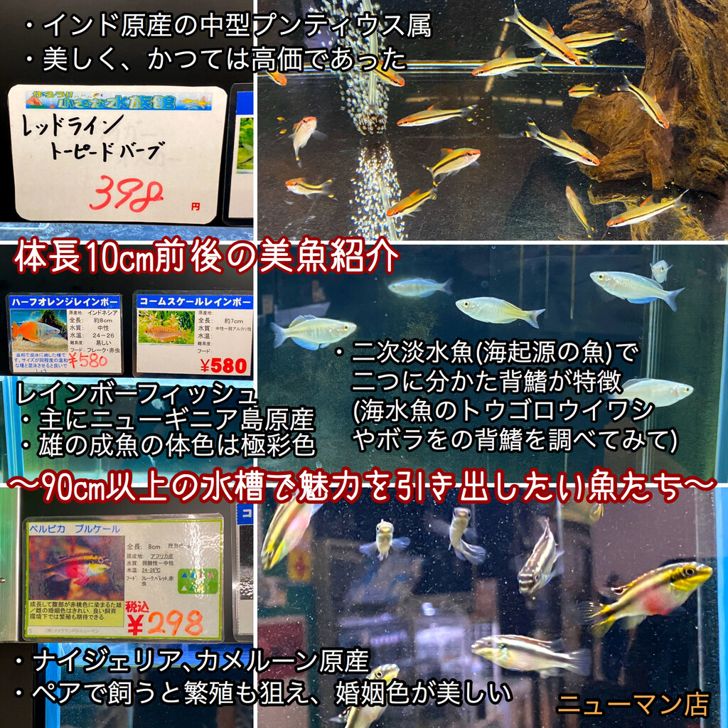 水草パックの販売速報 4 3 メイクマン ニューマン店 Sonoアクアプランツファーム水草情報局 水草パックの販売速報 4 3 メイクマン ニューマン店 Sonoアクアプランツファーム水草情報局