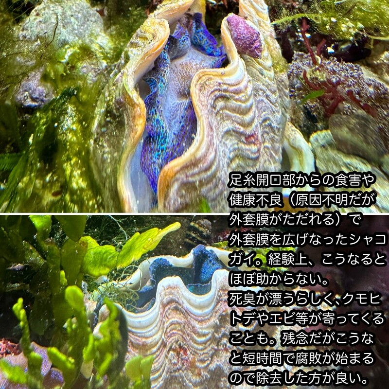 シャコガイのススメ : SONOアクアプランツファーム水草・海藻情報局