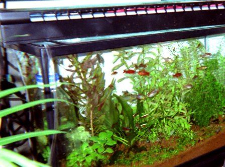 Nishi　大きな水槽 蛍光灯照明付き Nishi 大きな水槽 蛍光灯照明付き アクアリウム 照明実験 蛍光灯 激安