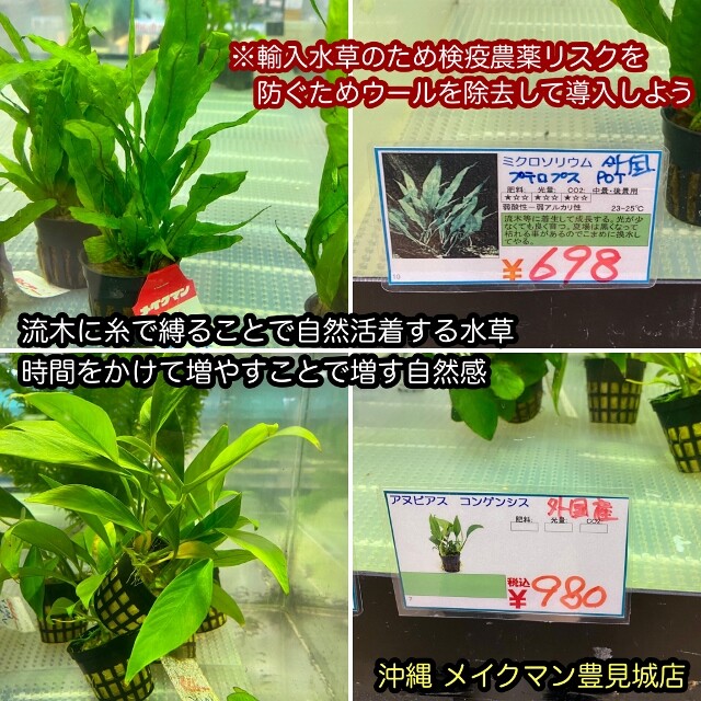 市場 水草 フロスコパ スカンデンス
