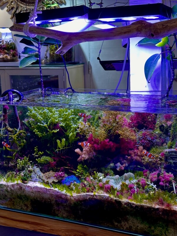 執筆中「海藻大特集本 」 : SONOアクアプランツファーム水草