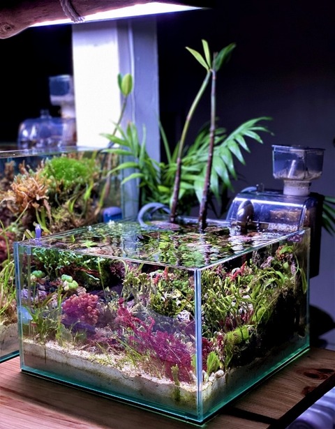 3年前の小さな海（2021年） : SONOアクアプランツファーム水草