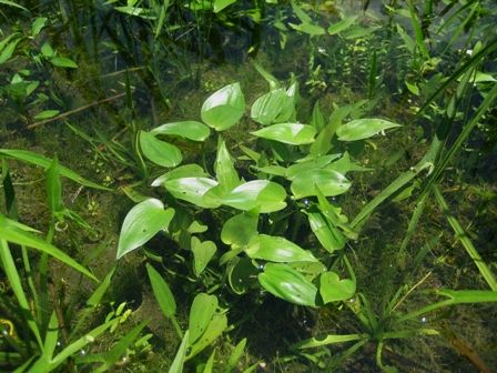 水草アラカルト 目次 Sonoアクアプランツファーム水草情報局