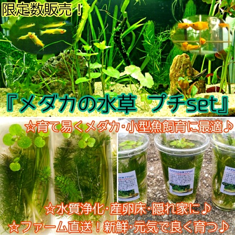 SONO水草パック販売速報(2023.4/7～:メイクマン具志川店) : SONOアクア