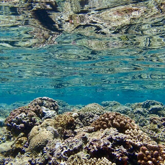 シャコガイ 貝殻 オウギガイ 置物 玄関 アクアリウム 水槽 庭 鉢 観葉植物 シャコガイ 貝殻 オウギガイ 置物 玄関 アクアリウム 水槽 庭 鉢