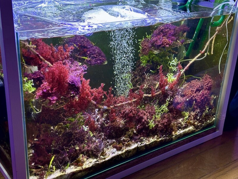 アクアリウムを超えていけ : SONOアクアプランツファーム水草・海藻情報局