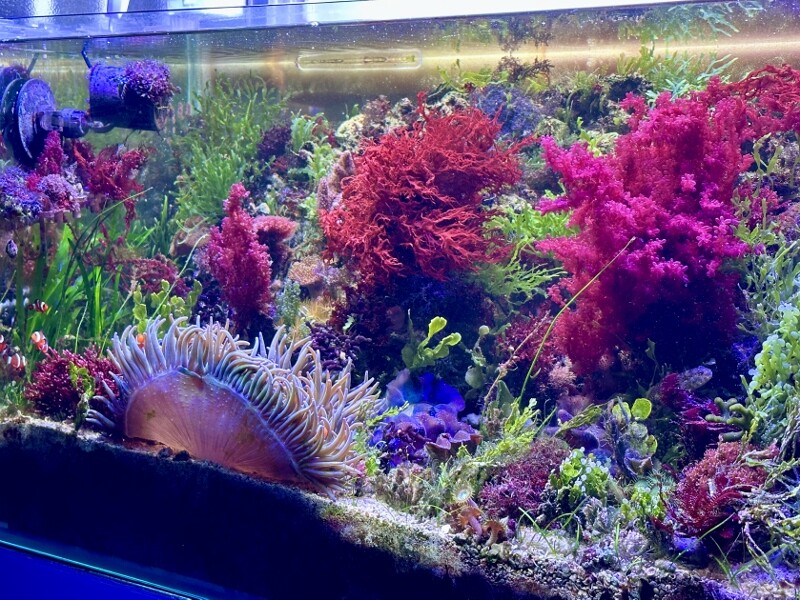 海藻セットとジュズフサノリ（小） 海藻セットとジュズフサノリ（小） CATEGORY Marineplants 海藻