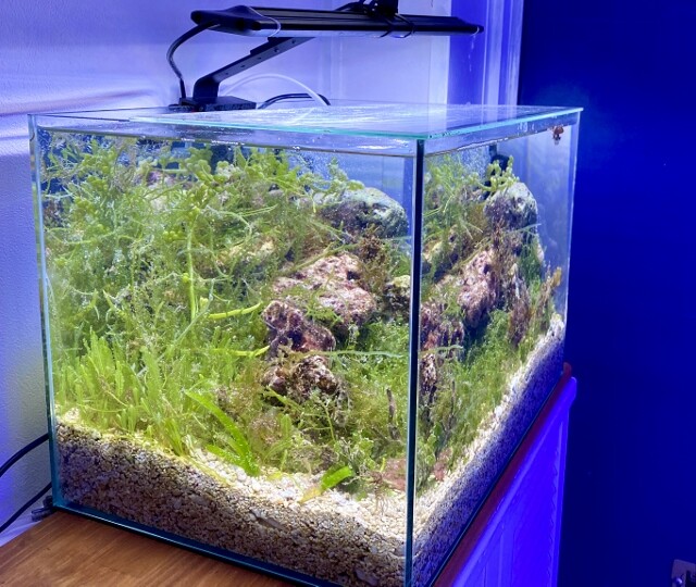 海藻レイアウト水槽 Q A Sonoアクアプランツファーム水草情報局