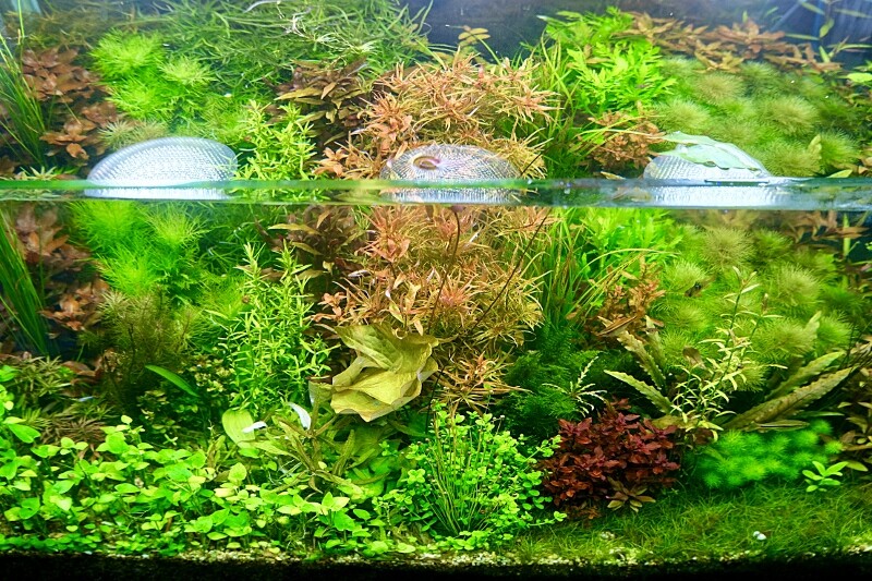 アクアライフ12月号掲載 ~砂利底床水草レイアウト水槽~ : SONO アクアライフ12月号掲載 ~砂利底床水草レイアウト水槽~ : SONO