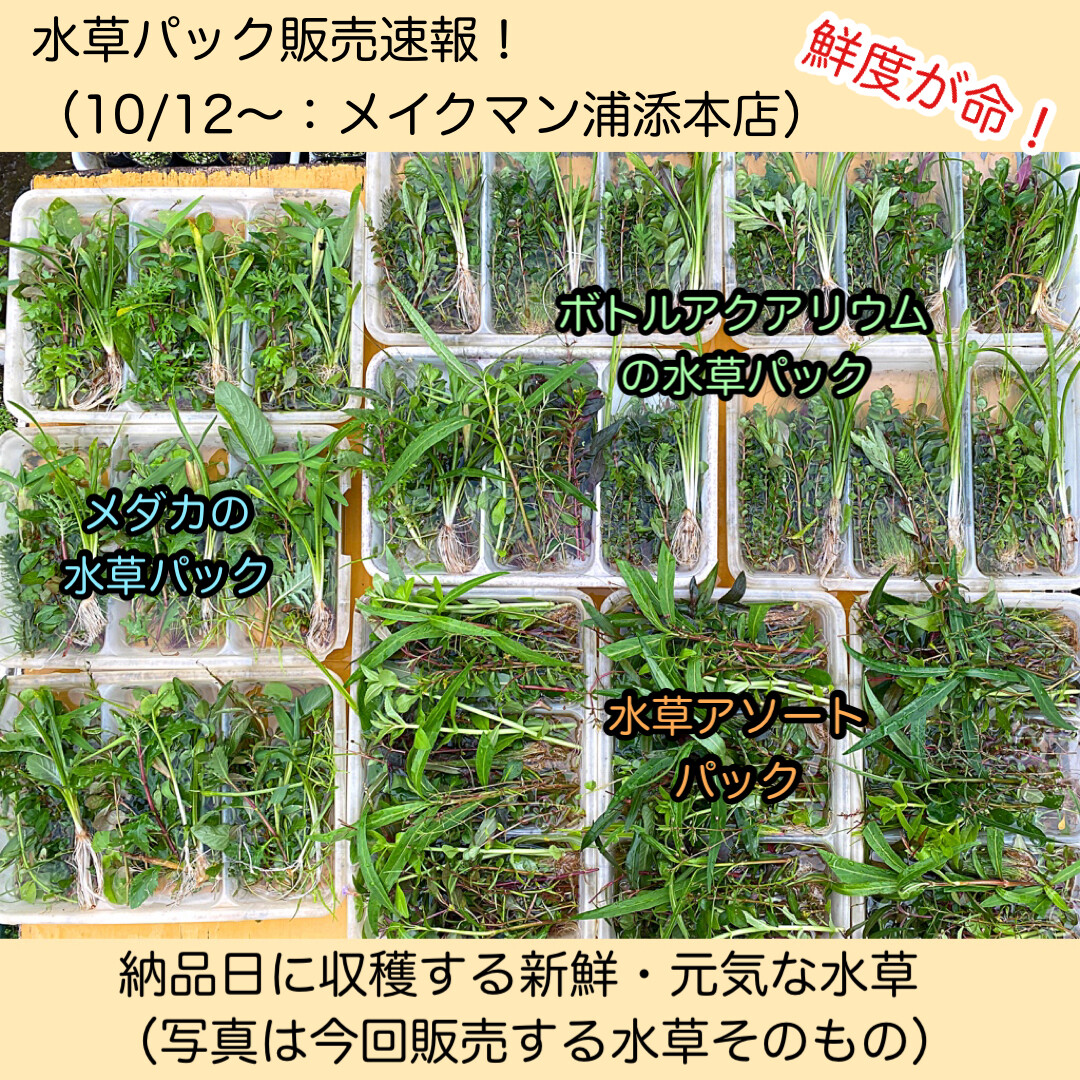 水草パック販売速報 10 12 メイクマン浦添本店 Sonoアクアプランツファーム水草情報局