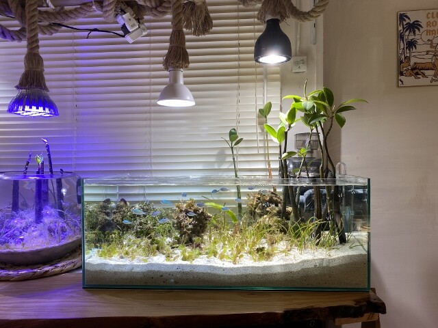 2年2カ月経過したInreef Tankとマングローブ樹の生長 : SONOアクア