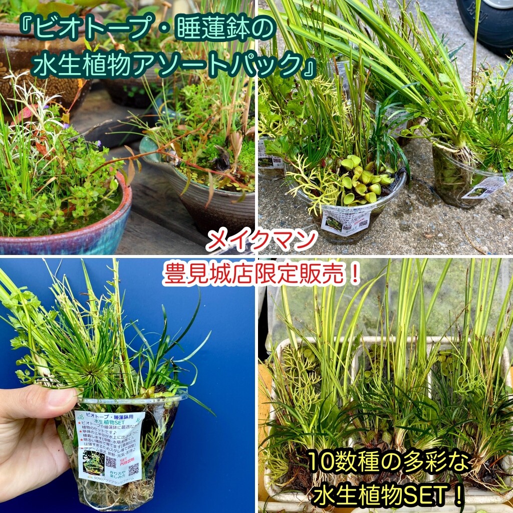Sono水草パック販売速報 21 6 4 メイクマン豊見城店 Sonoアクアプランツファーム水草情報局