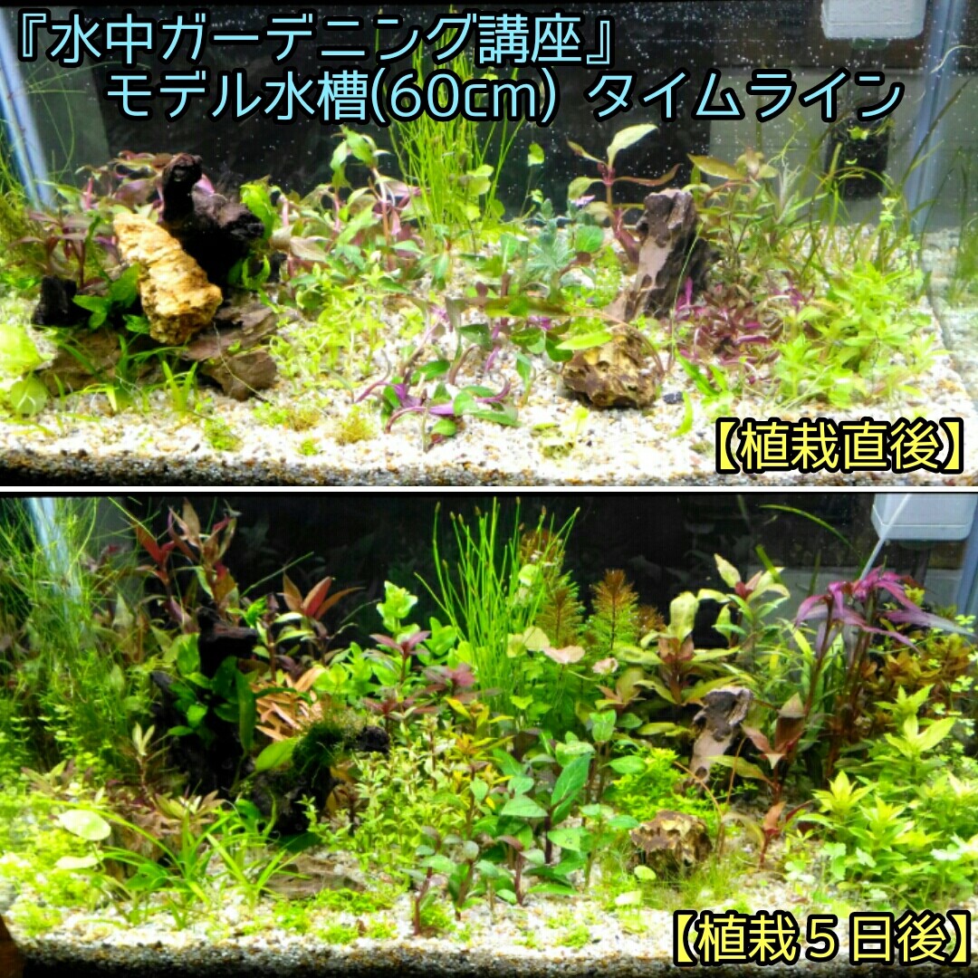 Q どの程度の間隔 密度 で水草を植えれば良いのでしょうか Sonoアクアプランツファーム水草情報局