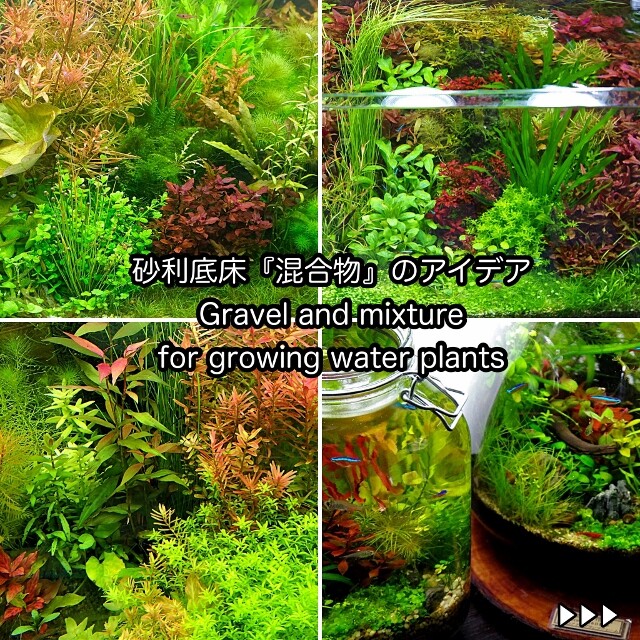 砂利底床の 混合物 Mixture アイデア Sonoアクアプランツファーム水草情報局