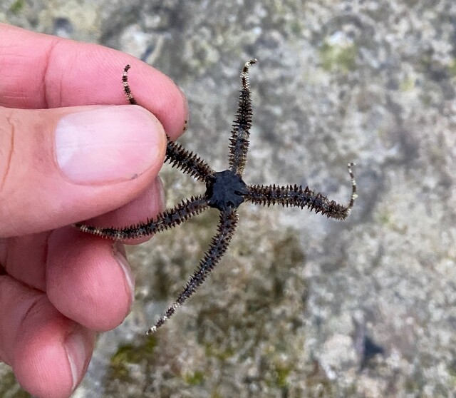 クモヒトデは優れた掃除屋さんだ Sonoアクアプランツファーム水草情報局