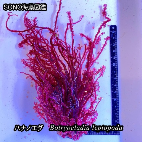 紅藻】マサゴシバリ科 : SONOアクアプランツファーム水草・海藻情報局