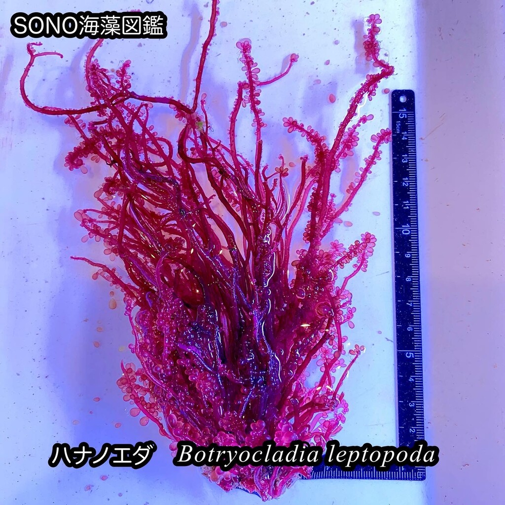 紅藻】マサゴシバリ科 : SONOアクアプランツファーム水草・海藻情報局