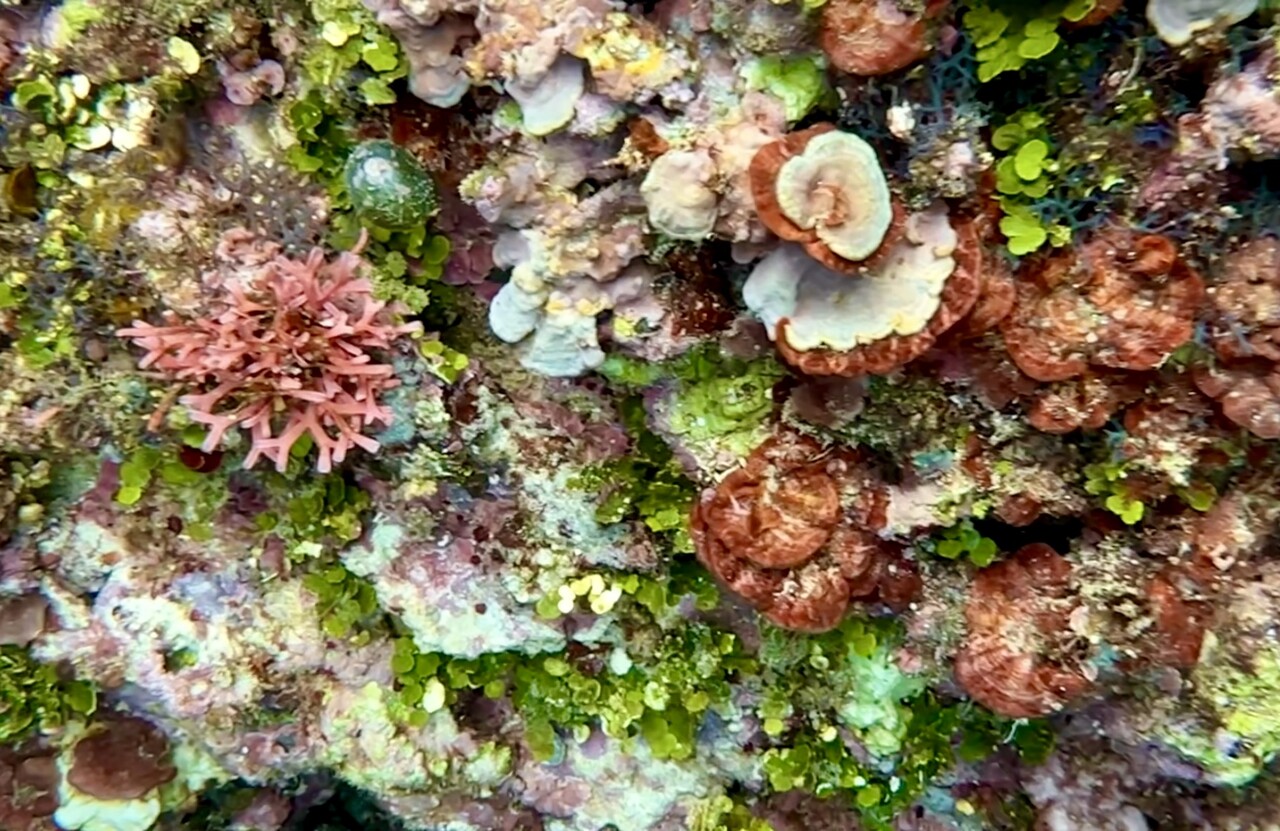 水草 海藻 サンゴ