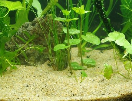 水草育成用の主な底床の説明と使い方 川砂 田砂 Sonoアクアプランツファーム水草情報局