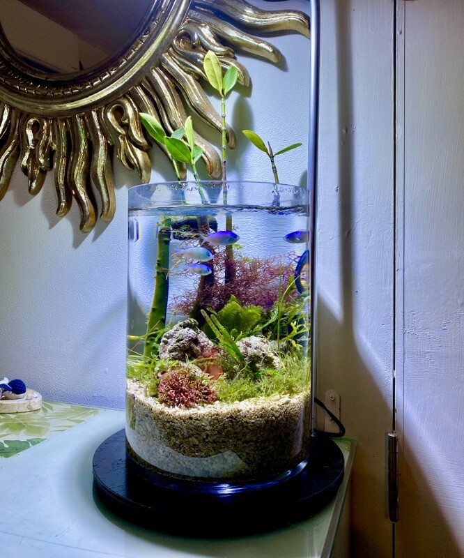 アクアリウムから見える世界 : SONOアクアプランツファーム水草・海藻